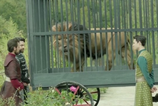 muhteşem yüzyıl kösem aslan