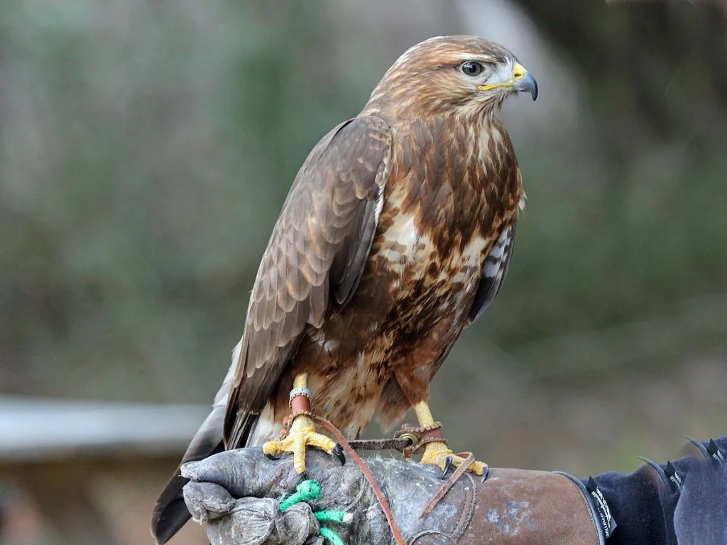 Buse Arslan